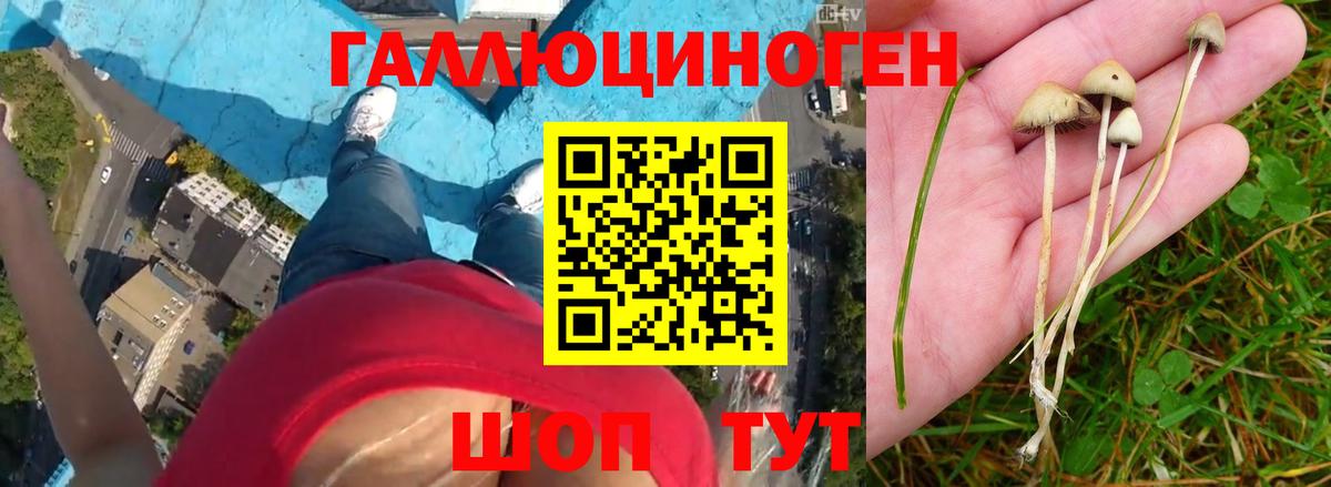 Егорьевск  Галлюциногенные грибы Psilocybine cubensis  Вход с VPN  Галлюциногенные грибы Psilocybine cubensis 